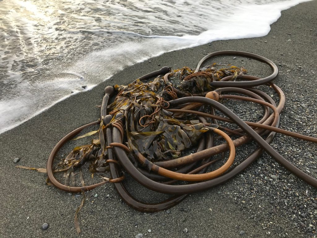 a large pile of bull kelp on the beach with a wave coming in