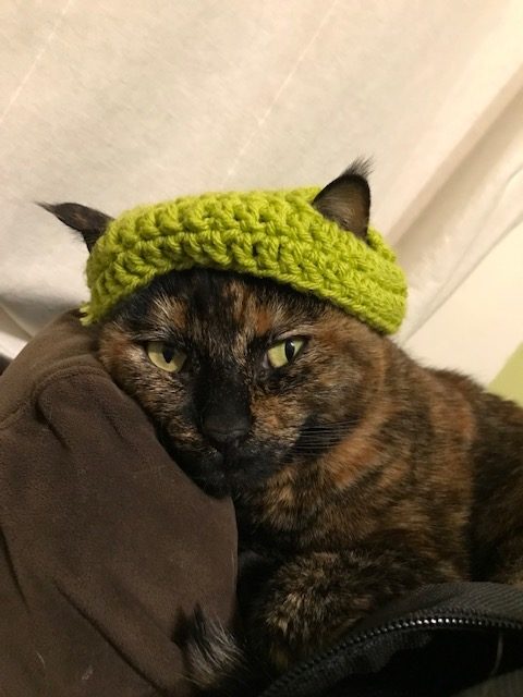 a brown cat with green eyes models a lime-green crocheted hat